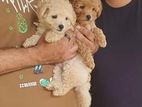 Toy Poodles