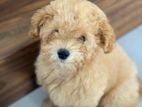 Toy Poodles