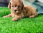 Toy Poodles Puppies Male and Female