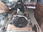 Toyota Starlet EP 91 Manual Gear box