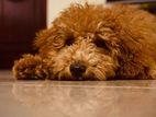 Toy Poodle Male Puppy