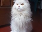 Long Hair Persian Cat