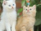 Persian Cats