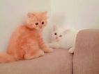 Traditional Persian Cat