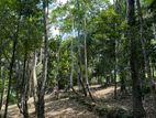 Tranquil Land for Sale in Unawatuna