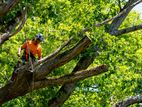 Garden Cleaning