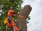 Tree Cutting and Garden Cleaning