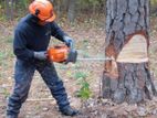 Tree Cutting Services