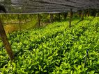 TRI 20/22 - තේ පැළ Tea Plants