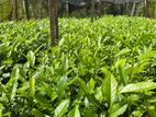 TRI 20/22 තේ පැළ | Tea Plants