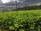 Tea Plant