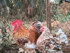 Tri Color Cochin Bantam