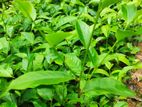 Tea Plant