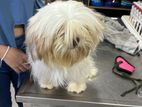 Shih Tzu Male Puppy for Crossing