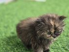 Triple coat Persian kittens