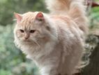 Triple Cot Persian Kittens