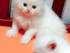 Triple Cot Persian Kittens