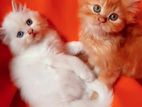 Triple Cot Persian Kittens