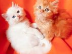 Triple Cot Persian Kittens