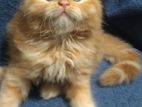 Triple Cot Persian Kittens