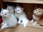 Triple Cot Persian Kittens
