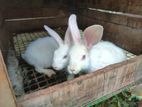 Rabbits