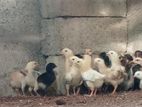 Farm Chicks