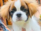 Tropso Puppies