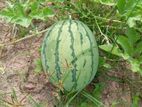 தர்பூசணி Plant