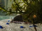 TSN Cat Fish
