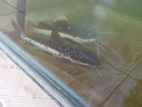 Tiger Shovelnose Catfish