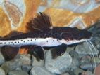 TSN x RTC Hybrid Catfish