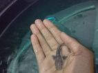 Hybrid Catfish