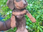Dachshund Puppies