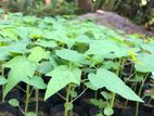 ටැනින් Namb (1) ගස්ලබු විකිනීමට