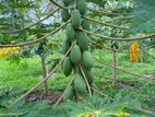 ටැනින් වර්ගයේ ගස්ලබු විකිණීමට