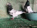 பாகிஸ்தான் புறாக்கள்