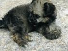 Terrier Puppy
