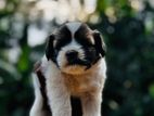 Tibetan Terrier Puppies