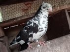 Pigeon