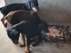 டோபர்மான் Puppy