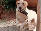 Labrador Dog