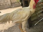 Rooster