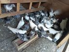 Pigeon