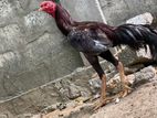 Velladiyan Rooster