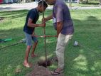 Tube Well Concrete Filling - කටුනායක