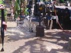 Tube Well Service - Galenbindunuwewa