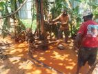 Tube Well Service - Walallavita