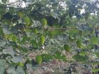 තුඹ කරවිල පැල