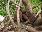 තුම්මස් මඤ්ඤොක්කා ලී